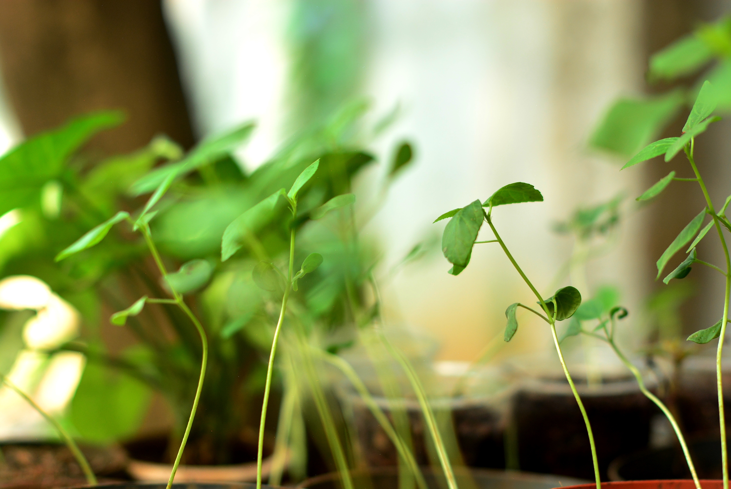 WANTED Relawan Sensory Garden (Kebun Alami)