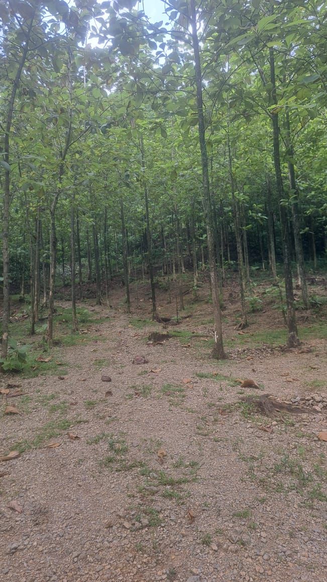 Galeri aktivitas Clean up Dan Penanaman bibit  di kawasan bogor  ke-2