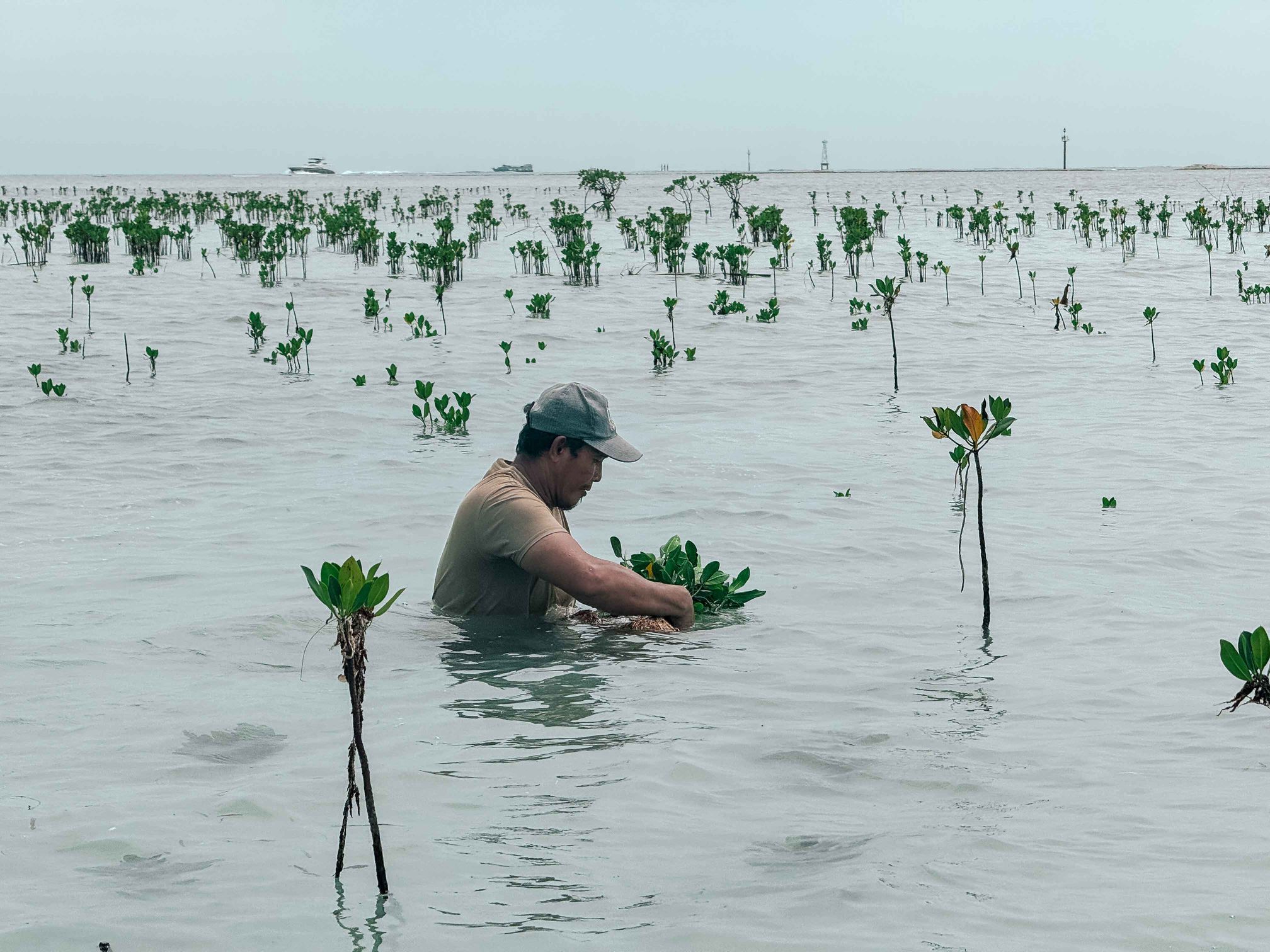 Galeri aktivitas 1.500 Mangrove untuk Pulau Pari  ke-5