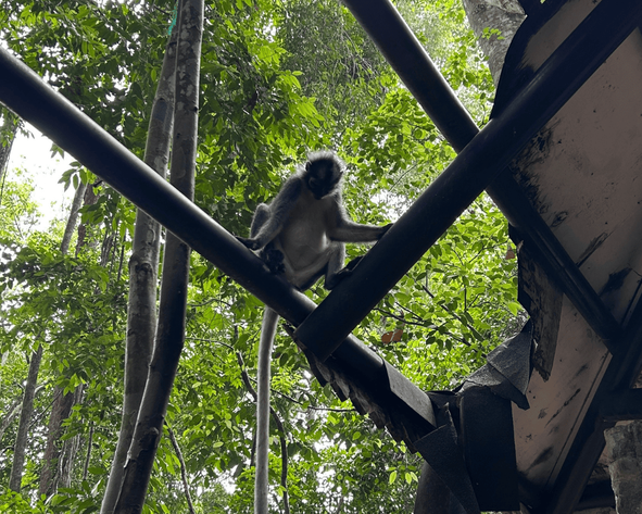 Galeri aktivitas Cultural Exchange Volunteer Program - Leopard ke-7